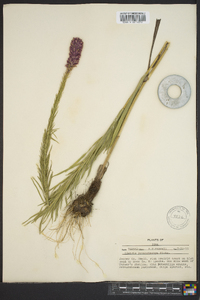 Liatris pycnostachya image