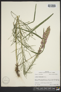 Liatris pycnostachya image