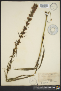 Liatris pycnostachya image