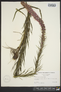 Liatris pycnostachya image