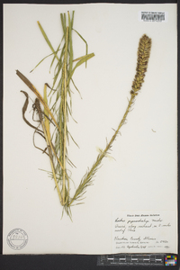 Liatris pycnostachya image