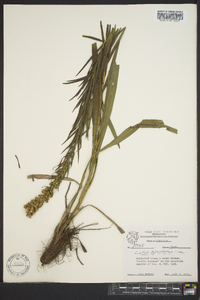 Liatris pycnostachya image