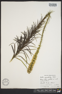 Liatris pycnostachya image