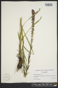 Liatris pycnostachya image