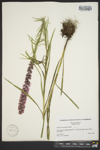 Liatris pycnostachya image