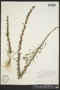 Liatris regimontis image