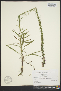 Liatris regimontis image