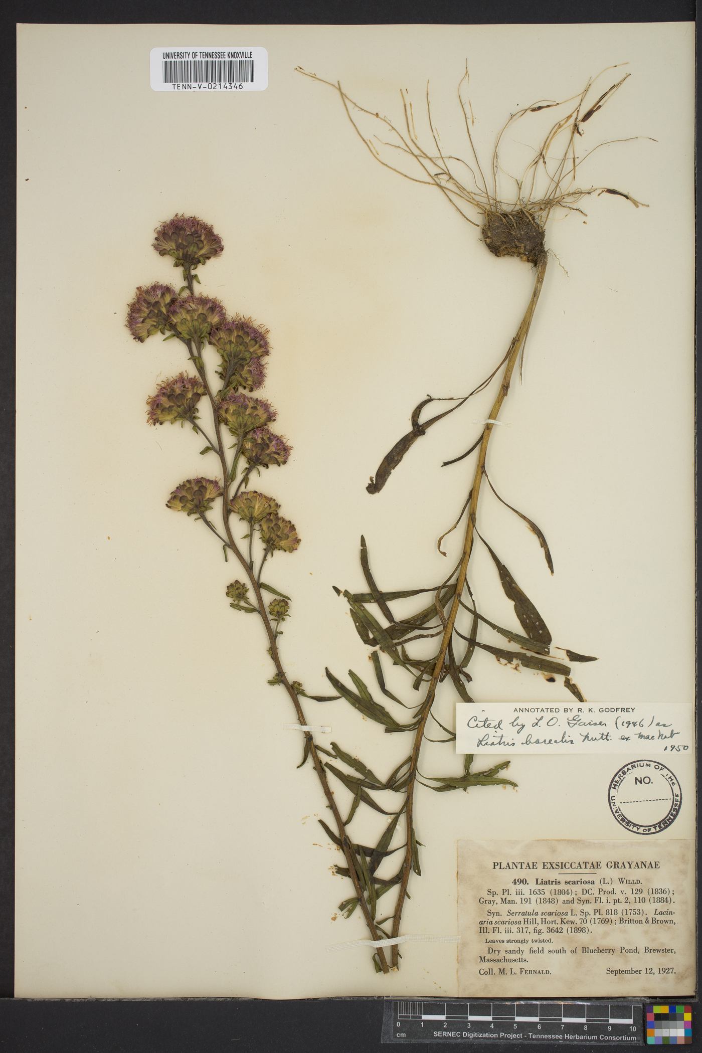 Liatris scariosa var. novae-angliae image