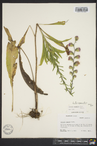 Liatris scabra image