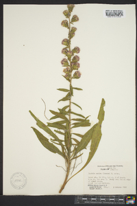 Liatris scabra image