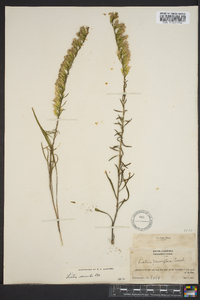 Liatris secunda image