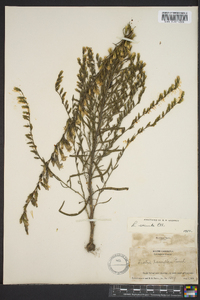 Liatris secunda image