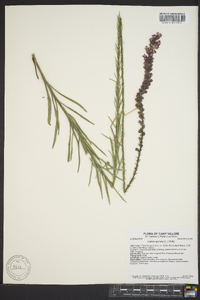 Liatris spicata image