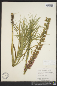 Liatris spicata image