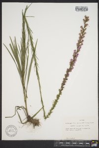 Liatris spicata image