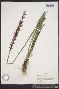 Liatris spicata image