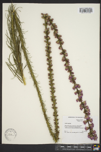 Liatris spicata image