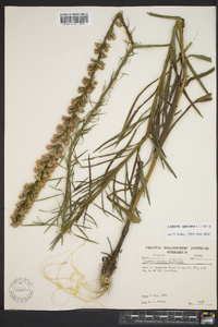 Liatris spicata image