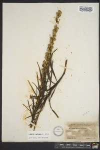 Liatris spicata image