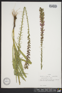 Liatris spicata image