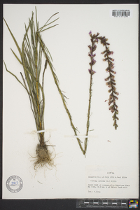 Liatris spicata image