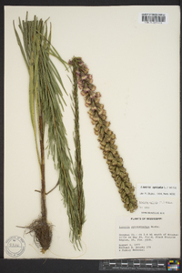 Liatris spicata image