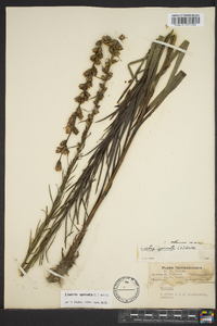 Liatris spicata image