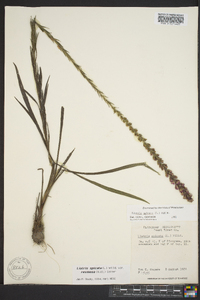 Liatris spicata image