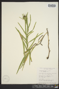 Liatris squarrosa image