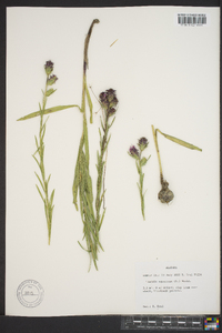 Liatris squarrosa image