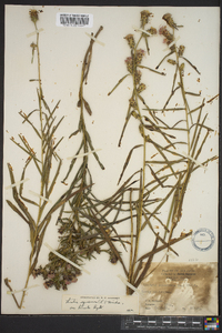 Liatris squarrosa image