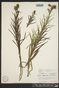 Liatris squarrosa image