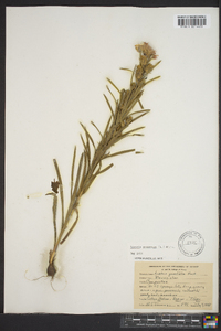 Liatris squarrosa image