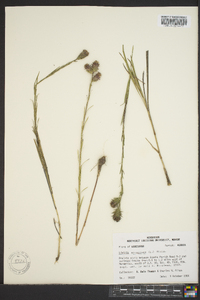 Liatris squarrosa image