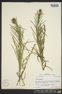 Liatris squarrosa image