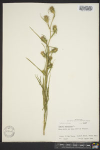 Liatris squarrosa image