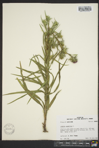 Liatris squarrosa image