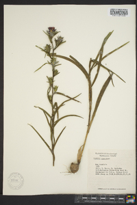 Liatris squarrosa image