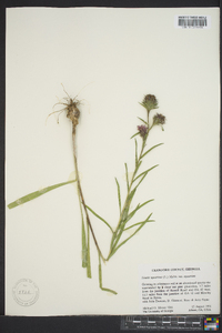 Liatris squarrosa image