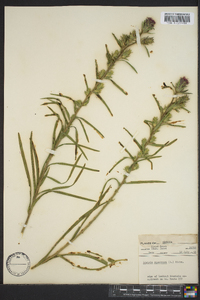 Liatris squarrosa image