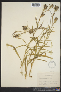 Liatris squarrosa image