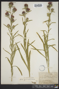 Liatris squarrosa image