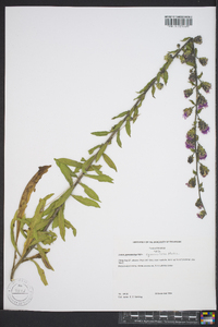 Liatris squarrulosa image