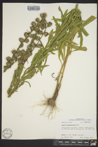 Liatris squarrulosa image