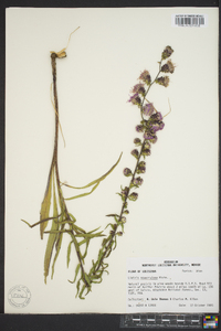 Liatris squarrulosa image