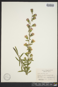 Liatris squarrulosa image