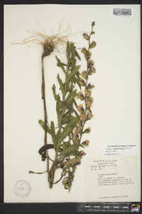 Liatris squarrulosa image