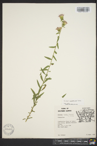 Liatris squarrulosa image