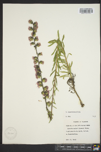 Liatris squarrulosa image