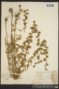 Liatris squarrulosa image